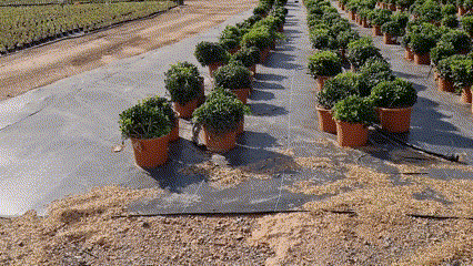 MULCH PARA CONTENEDORES