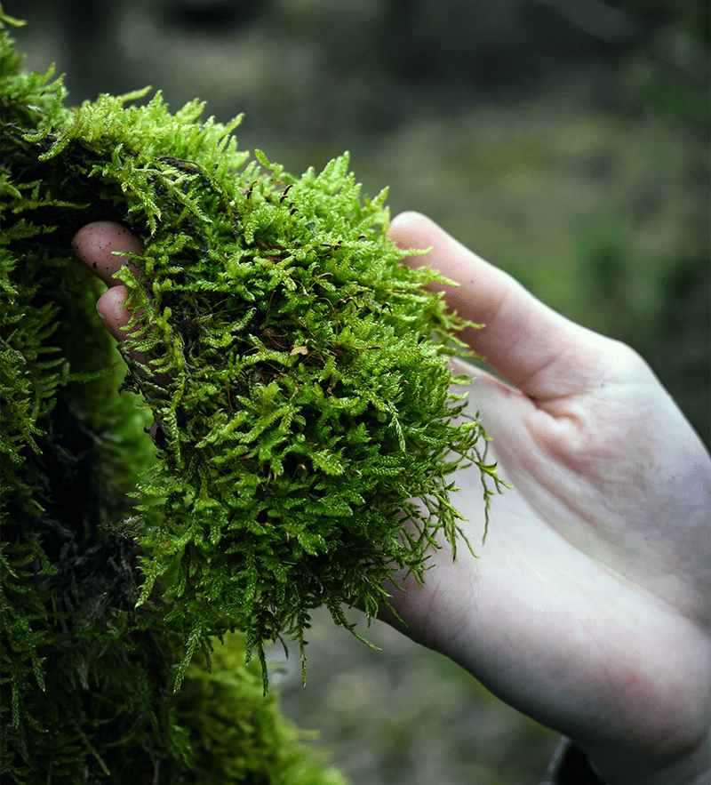 Platinum Sphagnum de Chile. - Imagen 4