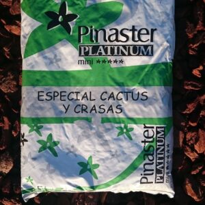 Platinum Cactus