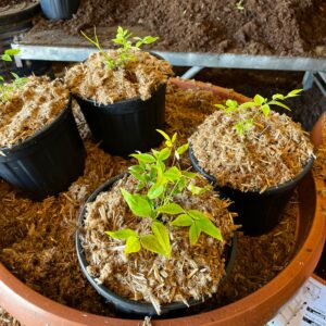 Mulch contenedores