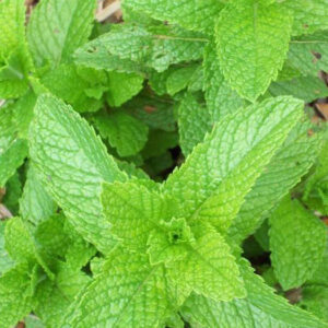 Plantas medicinales, aromáticas y culinarias