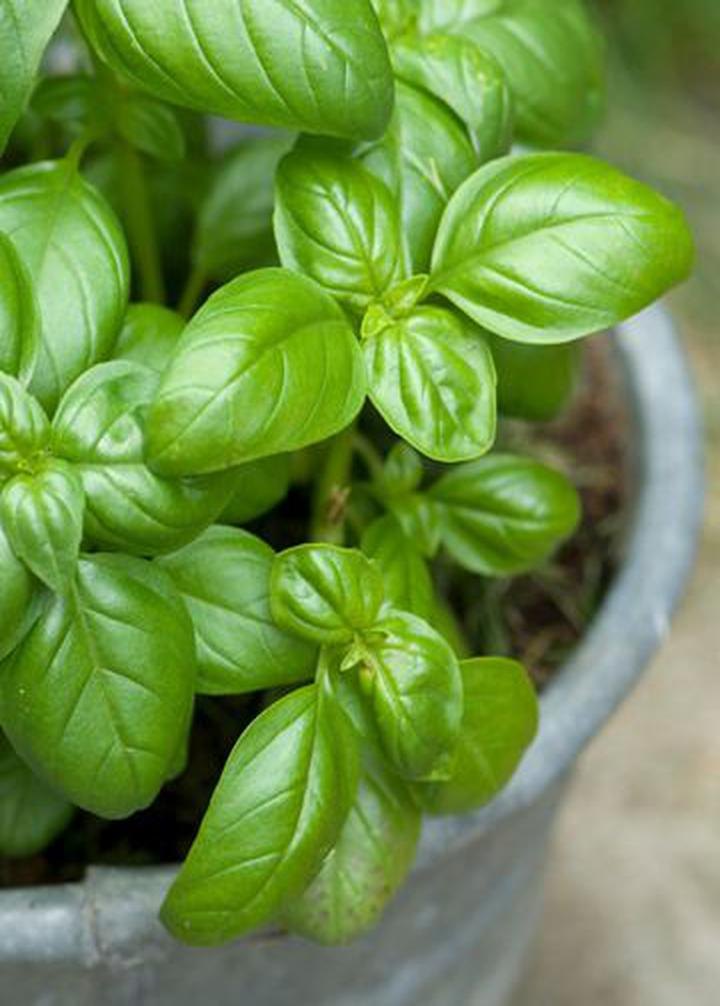 Platinum Aromáticas - Imagen 3