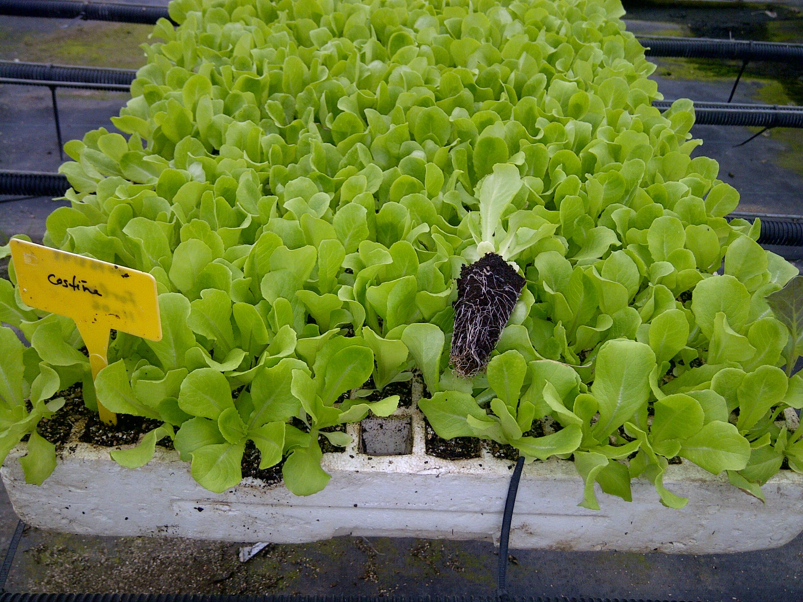 Semillero bandeja TC ECO