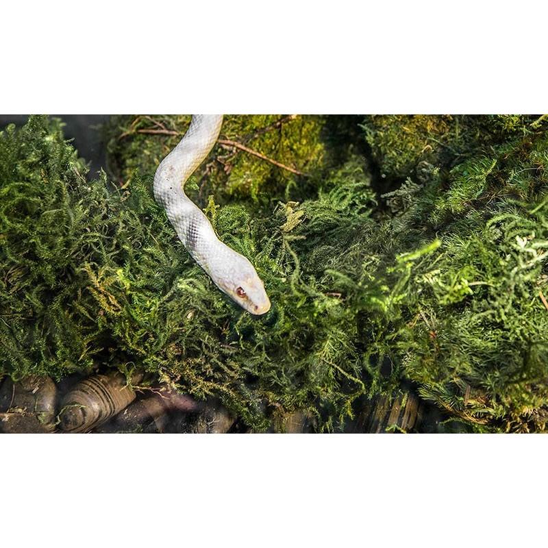 Platinum Sphagnum de Chile. - Imagen 5