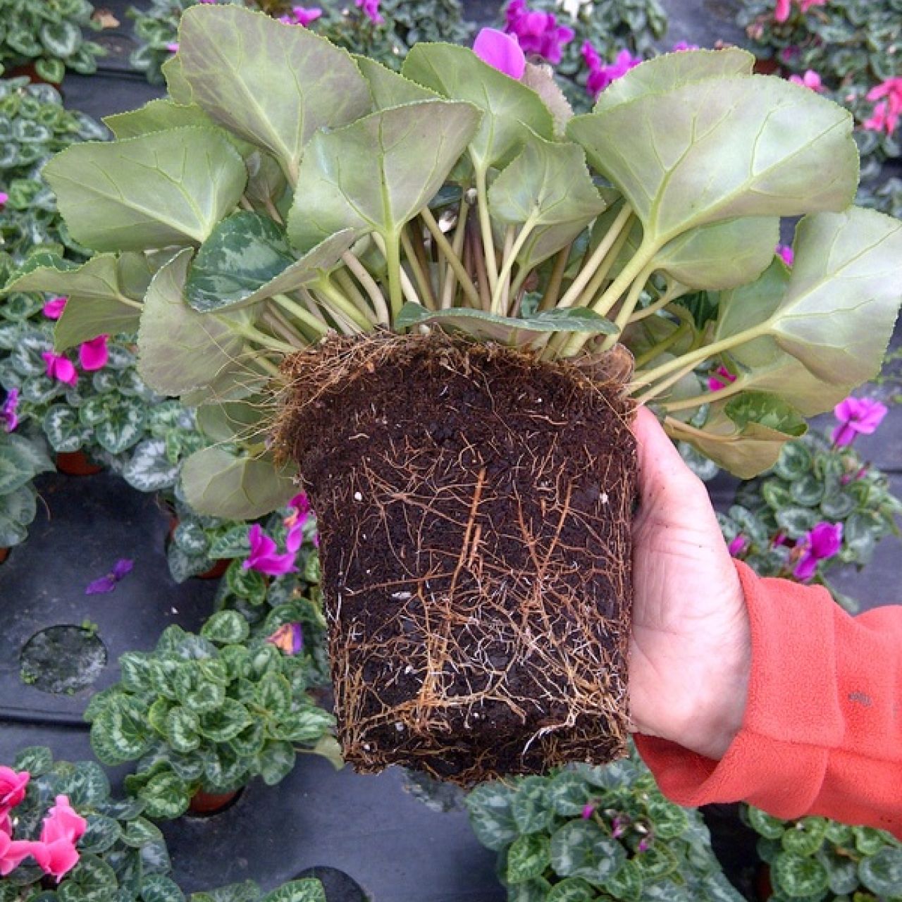 Cyclamen – Poinsettia