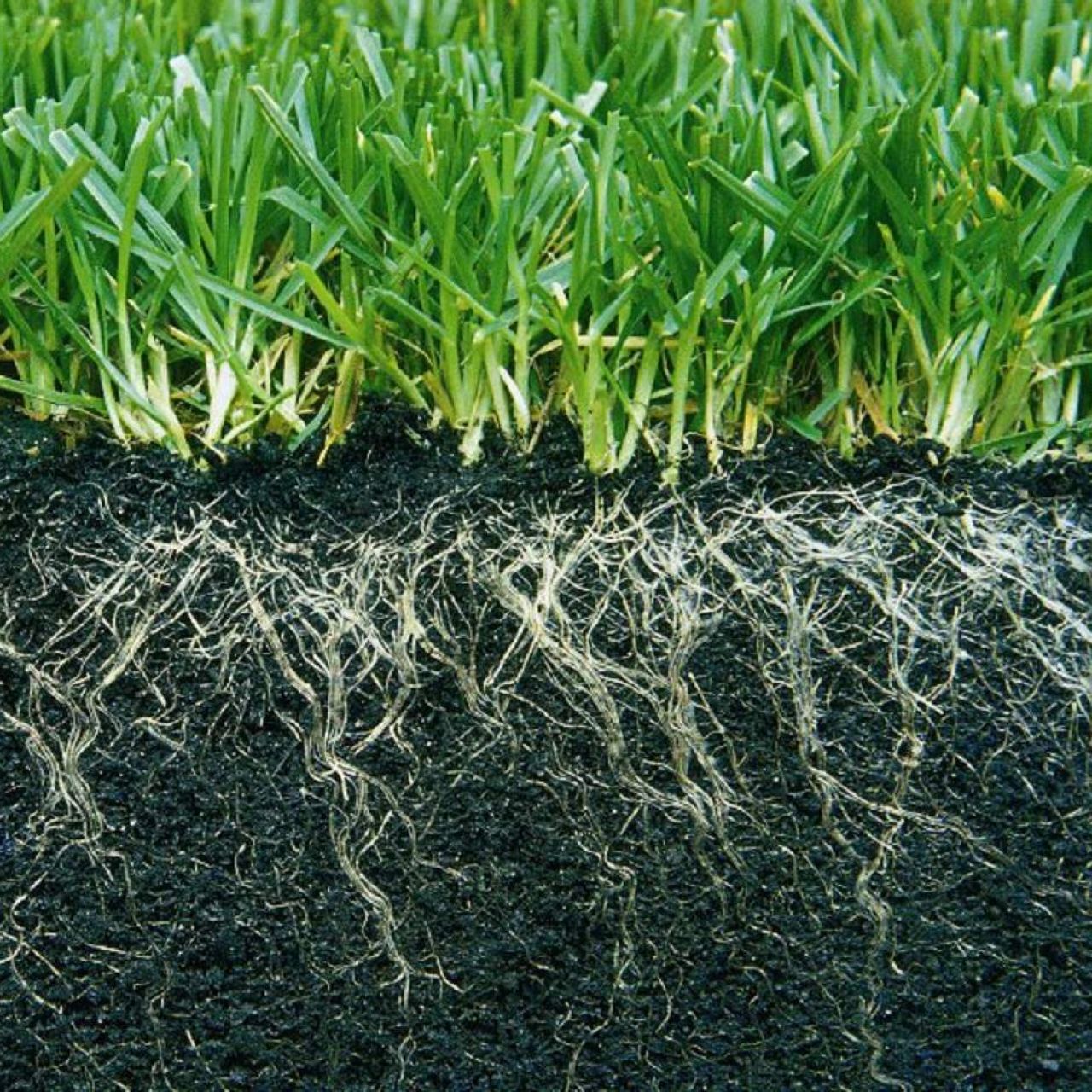 Recebo Pinaster Hobby