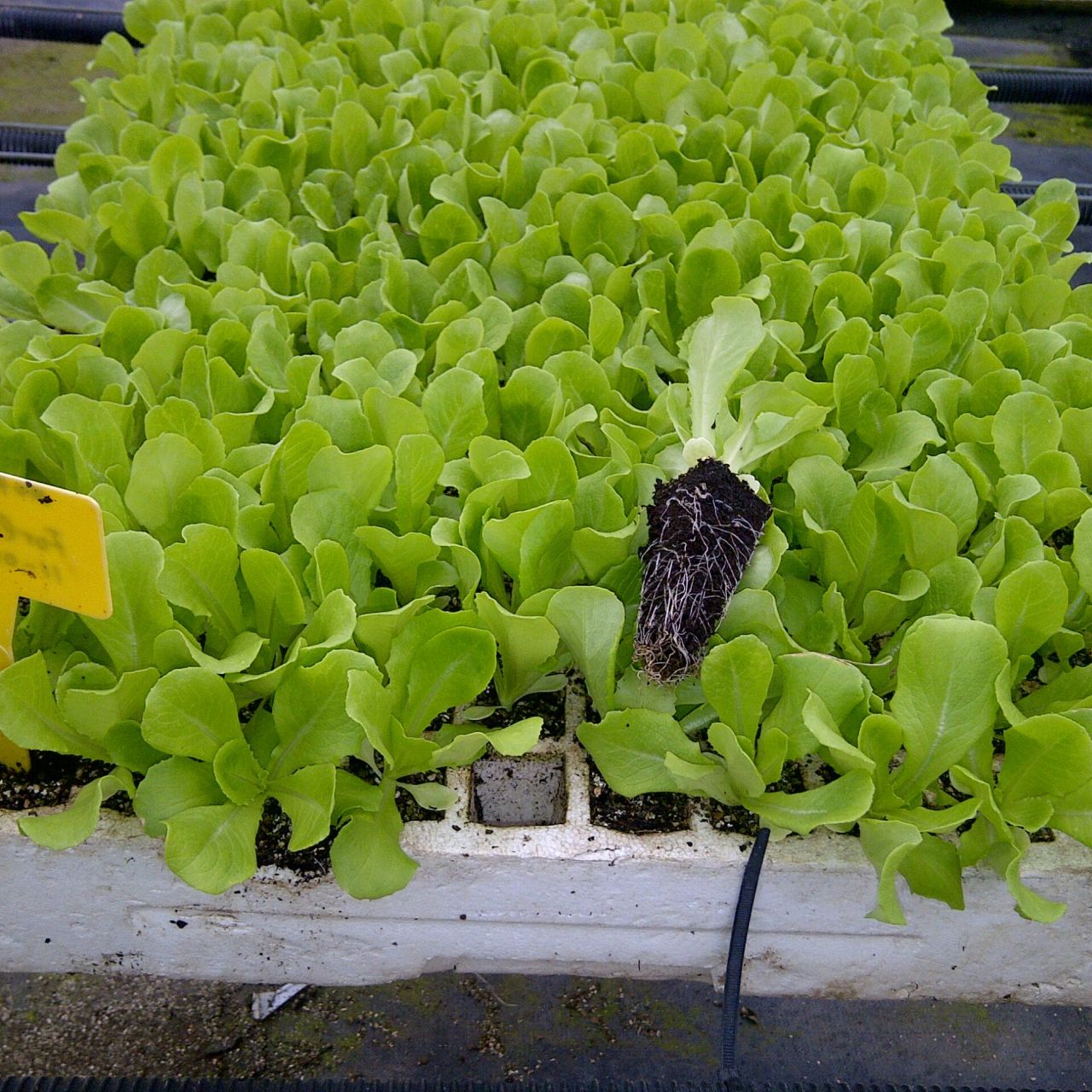 Semillero bandeja TC ECO