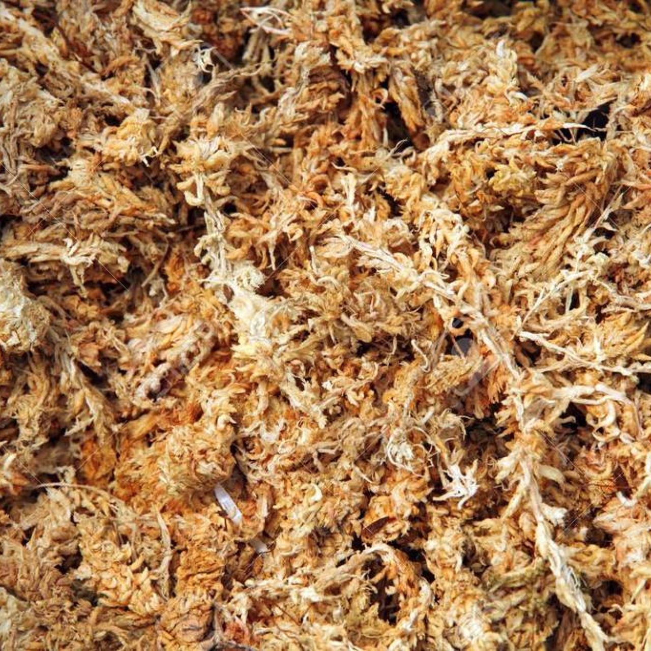 Musgo de Sphagnum: naturaleza, funcionalidad y sostenibilidad