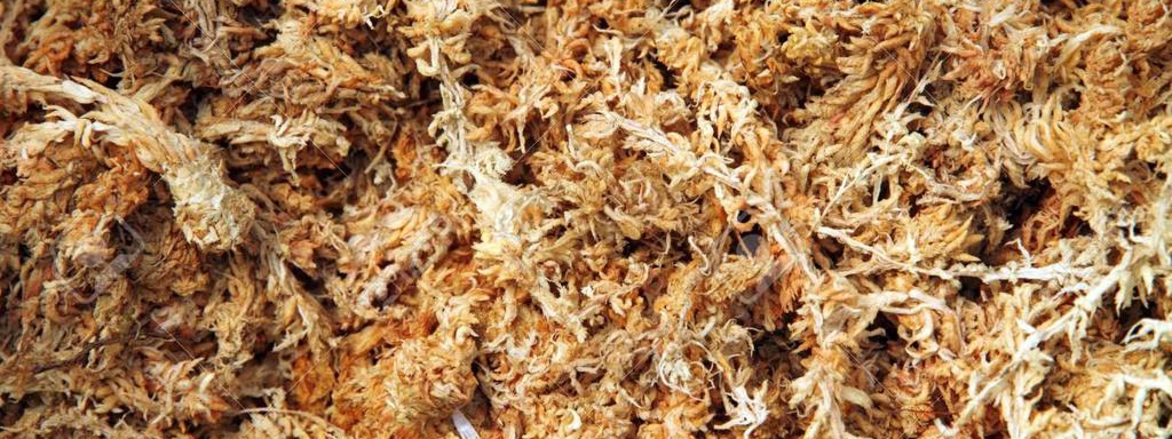 Musgo de Sphagnum: naturaleza, funcionalidad y sostenibilidad
